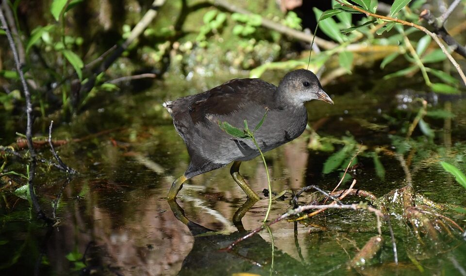 Sonos Era 300 speaker with phone