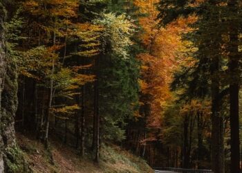 curved road 10072702 960 720.jpg