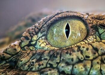 davidclode crocodile eye 10167320 960 720.jpg