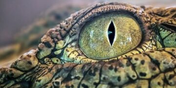 davidclode crocodile eye 10167320 960 720.jpg
