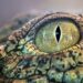 davidclode crocodile eye 10167320 960 720.jpg