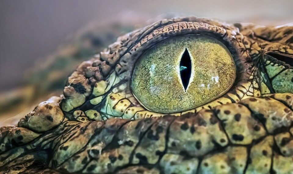 davidclode crocodile eye 10167320 960 720.jpg