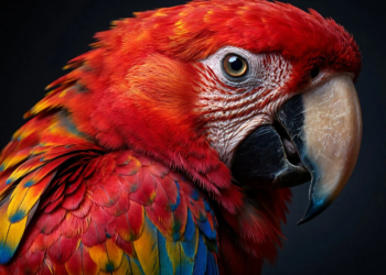 just a blonde parrot 10207552 960 720.png