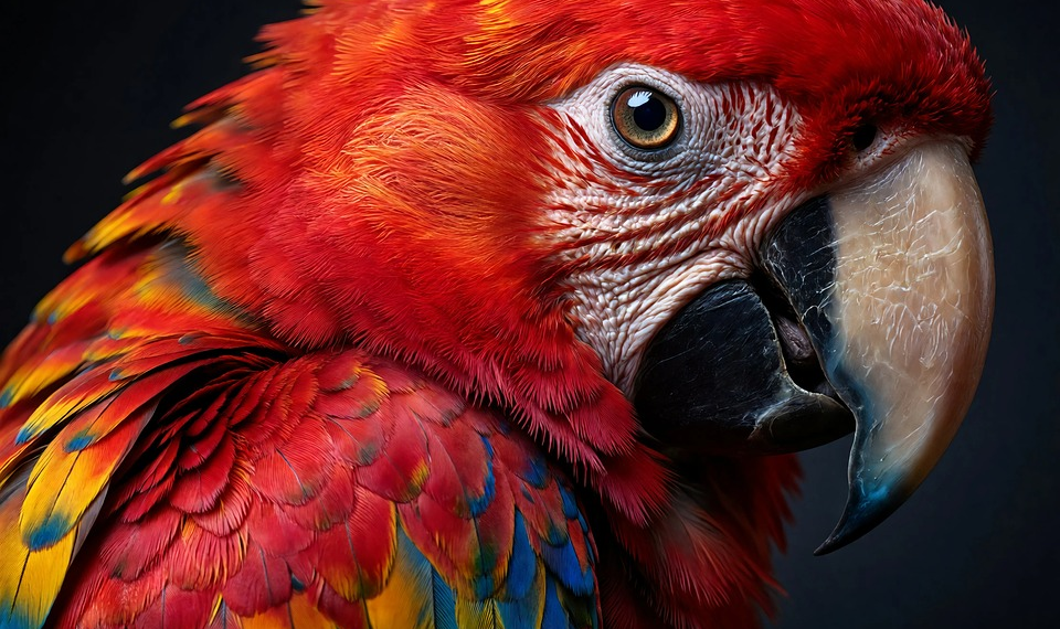 just a blonde parrot 10207552 960 720.png