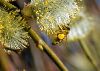 neelam279 bee 10184154 960 720.jpg