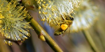 neelam279 bee 10184154 960 720.jpg