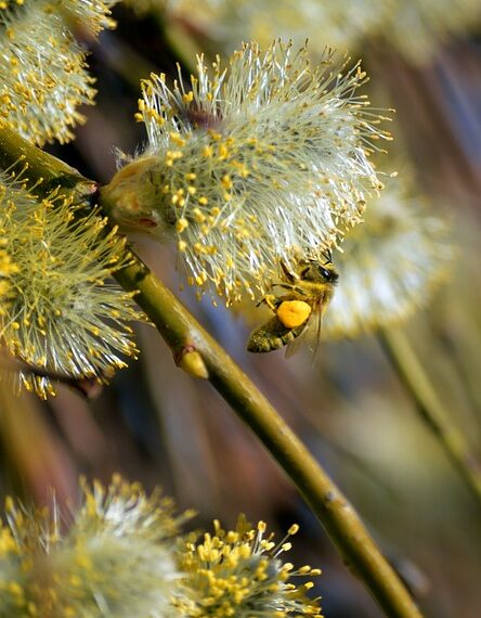 neelam279 bee 10184154 960 720.jpg