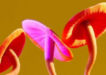 Magic Mushroom Compound Could Alter the Brain for Weeks