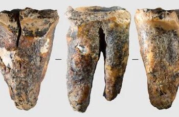 Neanderthals Likely Conducted Dental Surgery 60,000 Years Ago
